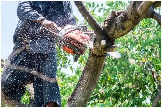 tree services Folcroft